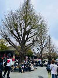 上野の桜 花見スポットまとめ（2025年版）