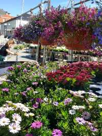 LOFOTEN IN BLOOM