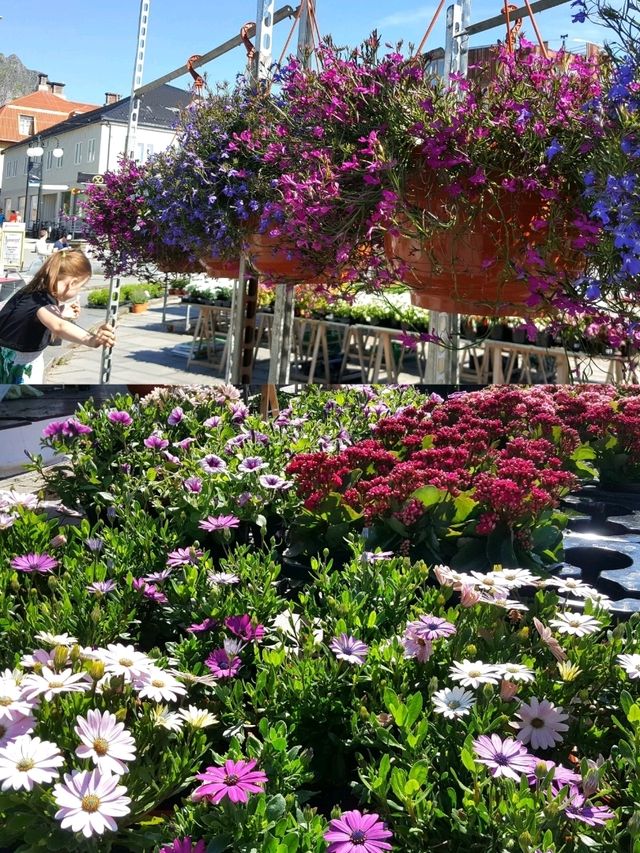 LOFOTEN IN BLOOM