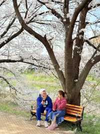 CHERRY BLOSSOMS IN SOUTH KOREA