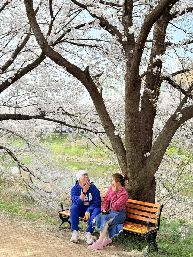 CHERRY BLOSSOMS IN SOUTH KOREA