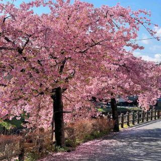 Hidden Cherry Blossom Spot Near Tokyo: Matsudo Sakagawa Kawazu Cherry Blossoms