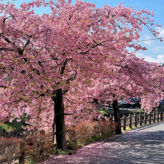東京近郊的私房賞櫻秘境---松戶坂川河津櫻