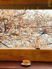 Coastal Sakura & Café Vibes: A Perfect Spring Day in Busan’s Yeongdo-gu! 