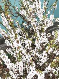 A CHARMING WALK THROUGH GAMCHEON SLOPES AND ALLEYS