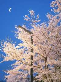 Hidden Cherry Blossom Night Spot in Hangzhou 🌸 Just Like a K-Drama Scene!