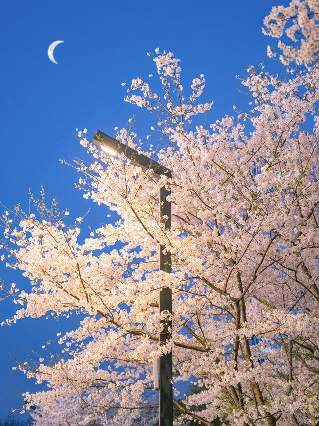 Hidden Cherry Blossom Night Spot in Hangzhou 🌸 Just Like a K-Drama Scene!