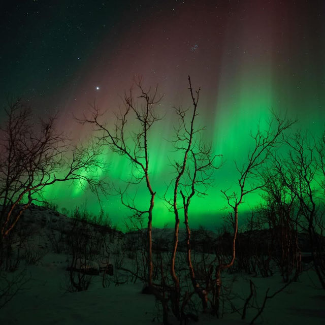 Chasing Aurora in Tromsø: Frozen Toes, Whale Snot, & the Night Sky’s Greatest Show ✨🌌