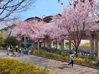 名古屋-荒子川公園賞櫻，漫步河川沿岸的櫻花隧道