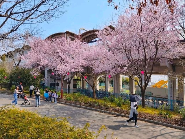 名古屋-荒子川公園賞櫻，漫步河川沿岸的櫻花隧道