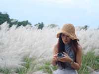 ทุ่งดอกอ้อ ริมแม่น้ำวัง จ.ลำปาง 🌿