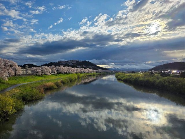 白石川一目千本櫻