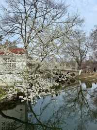 🌸 Don’t Just Chase Cherry Blossoms – Check Out the Pear Blossoms in Wuhan! 🌸