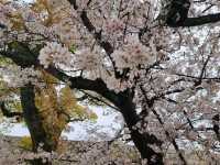 Where Osaka’s Warrior Spirit and Spring’s Softness Collide—A Must For First-time Visitors.