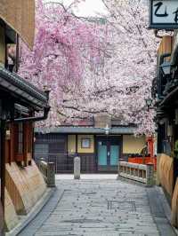 Twilight Petals: Gion Shirakawa’s Hidden Springtime Elegance