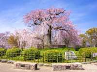 Maruyama Park: Kyoto's Most Lively Cherry Blossom Party
