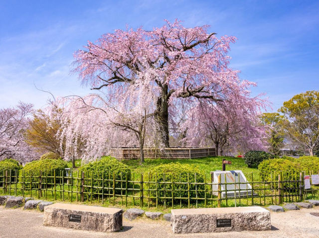 Maruyama Park: Kyoto's Most Lively Cherry Blossom Party