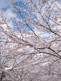 Kamakura's Cherry Blossom Magic: A Dreamy Love Story 🌸💖