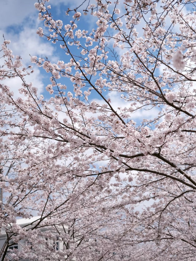 Kamakura's Cherry Blossom Magic: A Dreamy Love Story 🌸💖