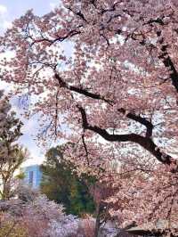 Sakura Serenity: A Day in Shinjuku Gyoen