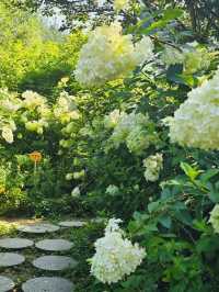 A White Cloud Descends: Discovering the Ethereal Hydrangea Seas of Jukwhagyeong