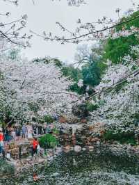 Falling Blossoms at Lu Xun Park, Shanghai