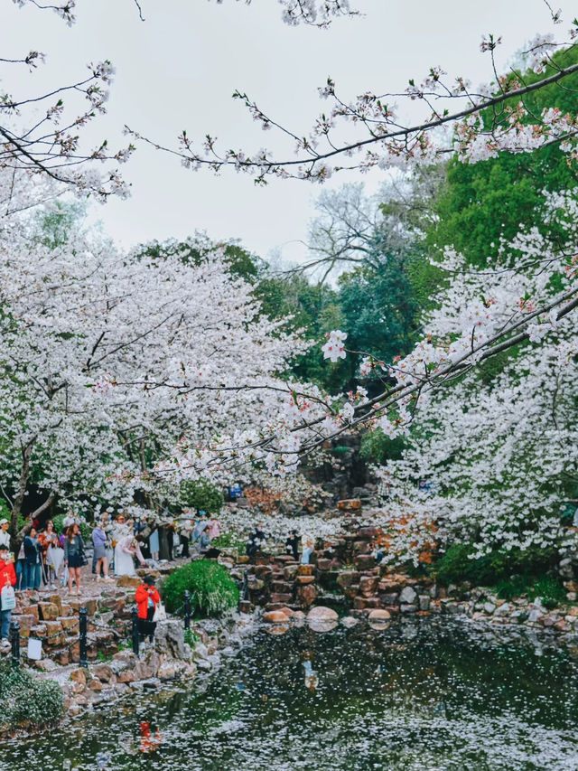 Falling Blossoms at Lu Xun Park, Shanghai