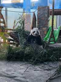 免門票看熊貓就在唐山動物園！！
