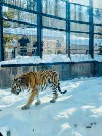 【北海道】旭山動物園：冬日限定超萌企鵝巡遊