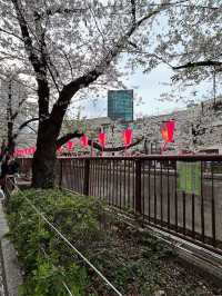 “The Sakura Vein: Whispering Spring along Meguro River”