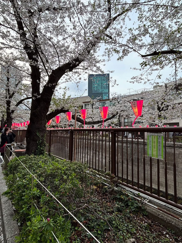 “The Sakura Vein: Whispering Spring along Meguro River”