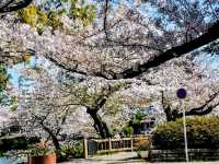 名古屋鶴舞公園，櫻花名所100選的賞櫻勝地