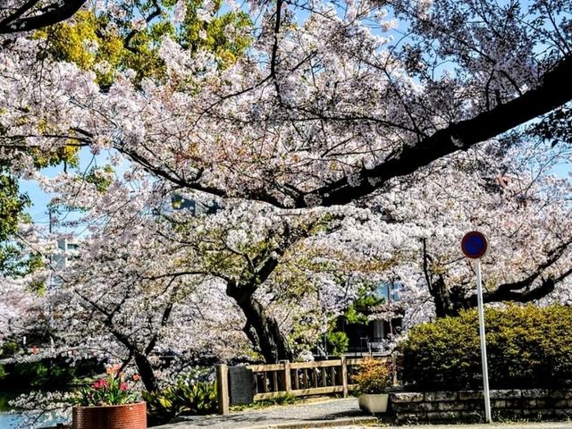 名古屋鶴舞公園，櫻花名所100選的賞櫻勝地