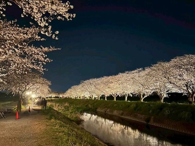 粉色櫻花與鮮黃油菜花交織的春日美景---福岡縣草場川櫻花並木