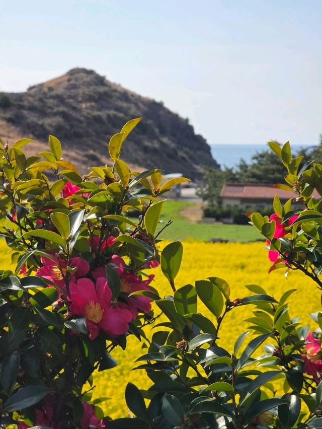노란 봄빛 속 여유를 즐기는 감성 카페예요🌼