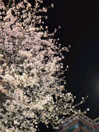 Chasing Cherry Blossoms: A Spring to Remember in Korea (2025)