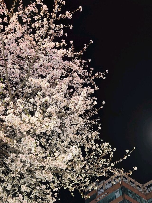 Chasing Cherry Blossoms: A Spring to Remember in Korea (2025)