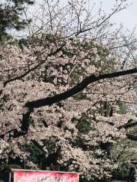Ueno Park during sakura season