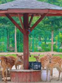 Wuhan Surroundings | Self-Driving to Suizhou Dahong Mountain: A Spiritual Retreat 🌄