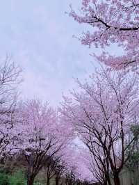 Sakura strolls