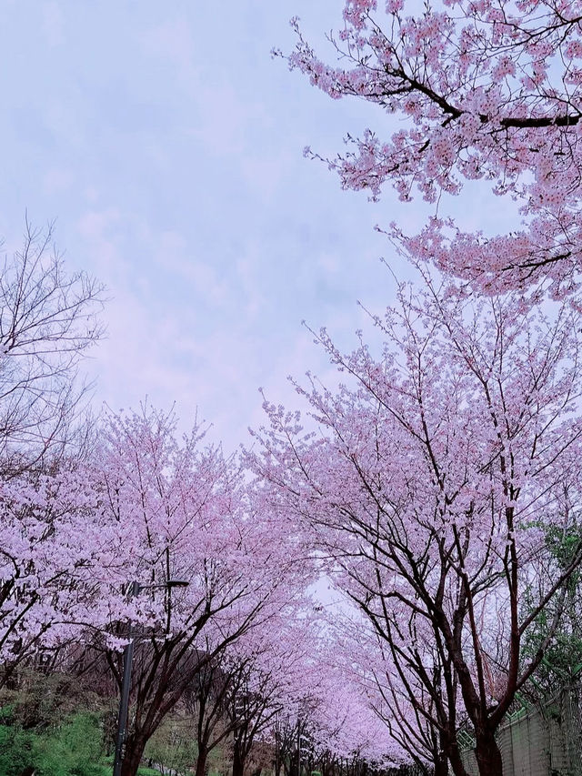 Sakura strolls