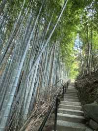 【熊本旅行】竹林に囲まれた知る人ぞ知るパワースポット神社⛩