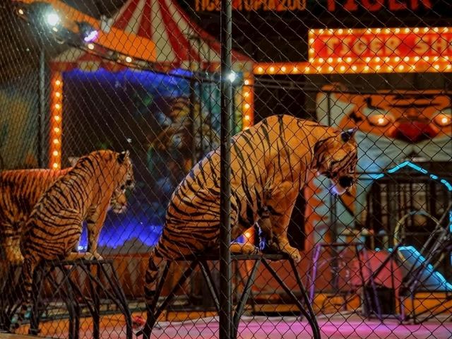 สวนเสือ Tiger Topia  ศรีราชา ที่เที่ยวใกล้กรุงเทพฯ