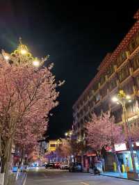 Kangding | A Surprise Encounter with Nighttime Cherry Blossoms 🌸🌙