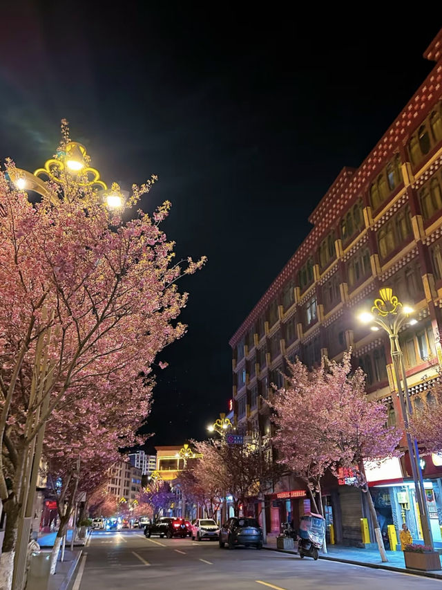 Kangding | A Surprise Encounter with Nighttime Cherry Blossoms 🌸🌙