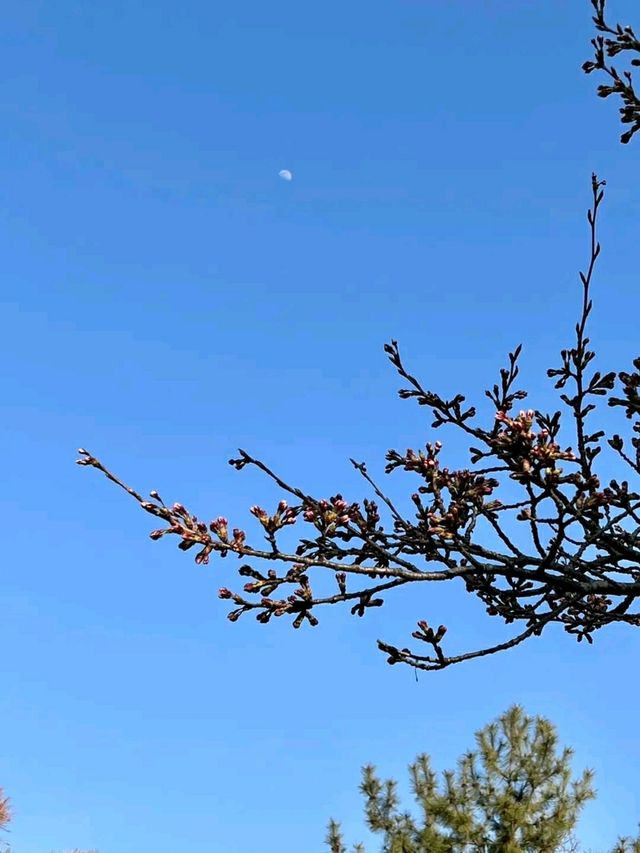 Springtime Serenity in Incheon: Cherry Blossoms by the Water