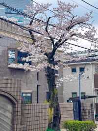 Discover the Pulse of Japan