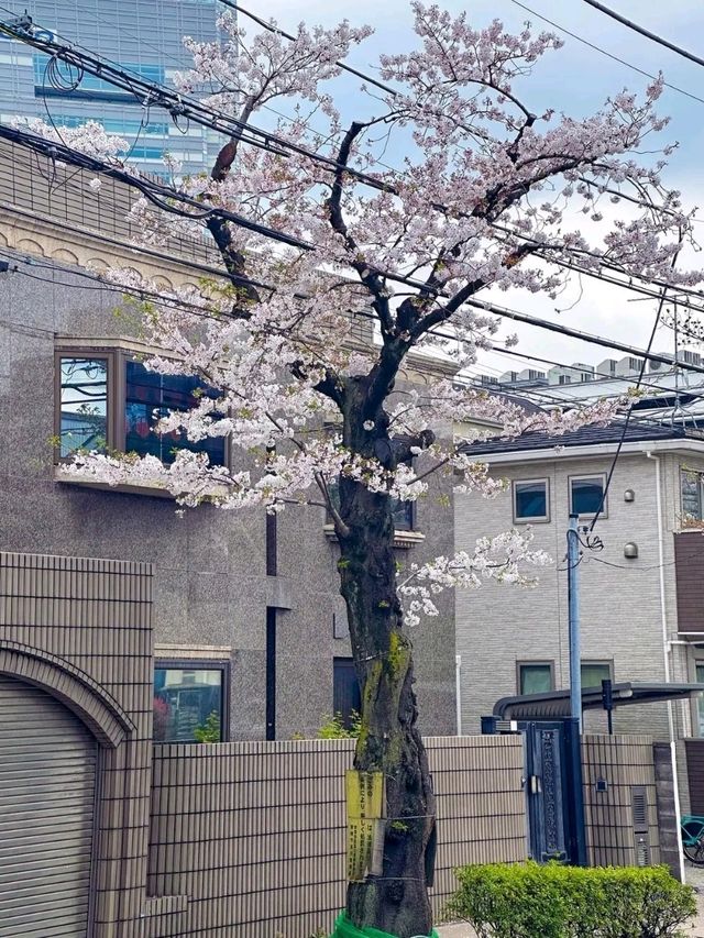 Discover the Pulse of Japan