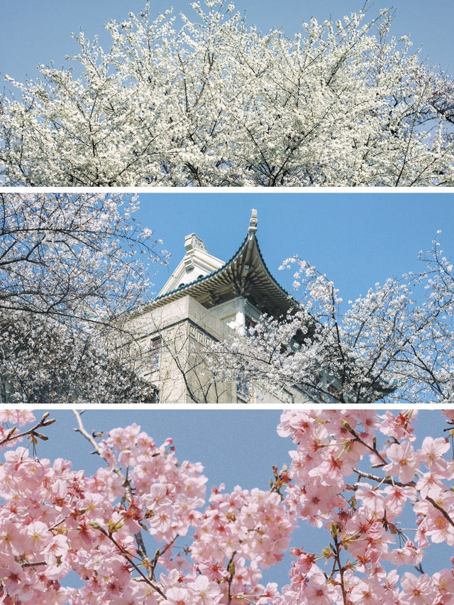 🌸 Spring Swap — You’ve Gotta Taste Spring to Truly Capture It! 🌸