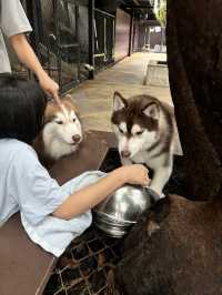 【バンコク】モフモフ好き発見！ハスキーカフェ🐕